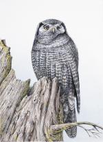 Pidgeon, Karen: Hawk Owl