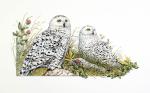 Pidgeon, Karen: Snowy Owls- Adolescence in the Spr